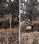 Bull elk rescued from wire fence