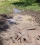 Muddy Pup Having a Good Time