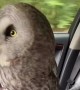 Owl turns out to be the perfect travel partner