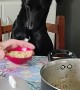 Patient Pup Loves Pasta