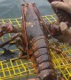 Check out the size of this MASSIVE lobster!