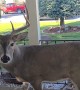 Two Trophy Bucks Hang on at Grandma's House Eating Pumpkins