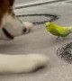 Diesel the Husky and Gosha the Parrot are Best Friends