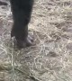 Gorilla Disciplines its Child