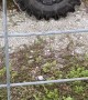 Rescuing a Snake Stuck in a Fence