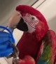 Macaw Puts on Hat