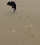 Beach Zoomies
