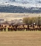 Elk Moving in From the Mountains