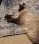 Cat Refuses to Move for Roboto Vacuum
