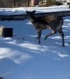 Rescuing a Deer Trapped on a Frozen River