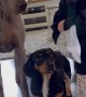Baby Shares Snack with Weimaraner and Dachshund