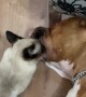 Cat Suckles from Very Relaxed Dog
