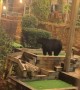 Black Bear Wants to Play Mini Golf