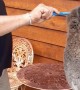 Guy Makes Friends with a Koala
