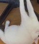 Janggo the Cat Hanging From Computer Chair Needs Help