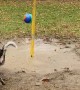 Pepper and Rambo the Heelers Play Tetherball