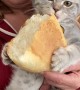 Kitty Munches on Loaf of Bread