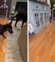 Clumsy pup hilariously falls while playing with his toy 