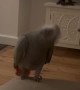 Parrot Wants To Cause a CATastrophe