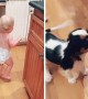 Cavalier puppy turns out to be a great babysitter