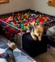 Joyful pups have an amazing time playing in a ball pit 