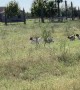Herd of Baby Goats Sprint to Moms for Feeding Time