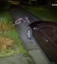 Man Tries to Break Up Cat Fight and Trips on Car