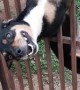 Dog Trying to Break Through Gate Gets Stuck Upside Down