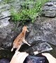 Baby Deer Gets Rescued After Cliff Tumble