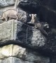 Central Park Raccoons Carefully Climb Wall