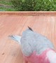 Cute Pink Parrot Shows off Weight Lifting Skill