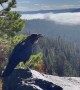 Yellowstone Raven Mimics Ringtone