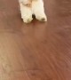 Puppy Drags Feet While Playing Fetch