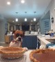 Boxer Dog Taste Tests Pumpkin Pie