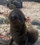 Greeting an Adorable Baby Sea Lion