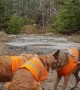 Lora the German Shepherd Plays Tug of War With Golden Retrievers