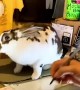 Working Bunny Helps Cashier