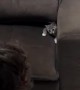 Davi Plays Hide and Seek with His Cat