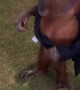 Orangutan Puts on Man's Jacket