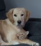 Golden Retriever Attempts to Hide her Cat Brother