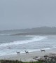 Deer Play Along California Beach