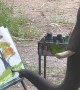 Elephant Paints a Picture