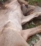Guys Help Rescue Trapped Deer
