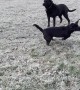 Black Lab Has Serious Zoomies