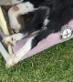 Phoenix the Border Collie Is Unstoppable