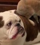Bunny and Bulldog Become Buds
