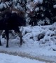 Giant Bull Moose Passes us on Road