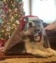 How to Wrap a Border Collie for Christmas