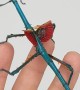 Blue Stick Insect has Beautiful Wings