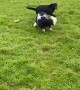 Black Lab Runs in Circles